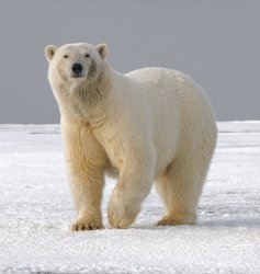 lonely polar bear Meme Template