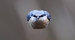 ANGRY BIRD Meme Template