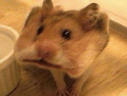 hamster with a cracker in it's mouth Meme Template