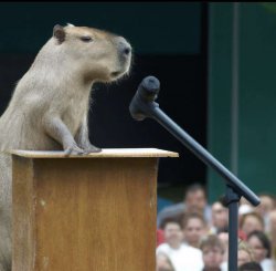 capybara Meme Template