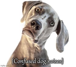 Confused dog Meme Template