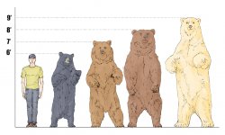 size.of.bears Meme Template