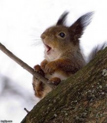 panicked squirrel Meme Template