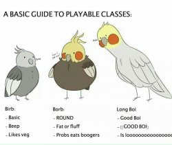 Birbs (not my image :) ) Meme Template