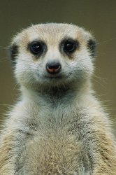 meerkat Meme Template