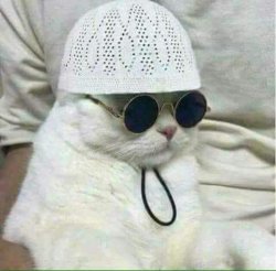 Muslim CAT Meme Template