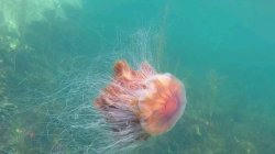 Lion's Mane Jellyfish Meme Template