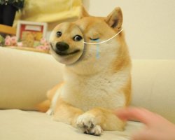 Doge smile mask Meme Template