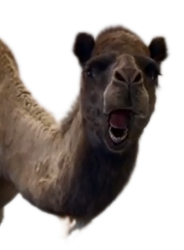 Geico Camel Meme Template
