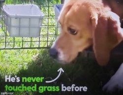 dog has never touched grass Meme Template