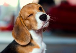 Winking Beagle Meme Template