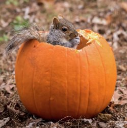 Pumpkin House Squirrel Meme Template