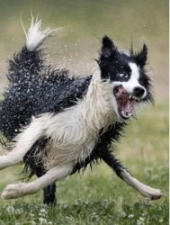 Wet dog Meme Template