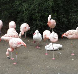Duck pretending to be a flamingo Meme Template