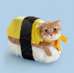 Cat Sushi Meme Template