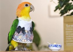 Birb in a dress Meme Template