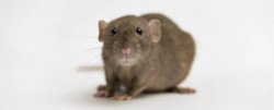 mice Meme Template