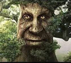 Wise mytical tree Meme Template
