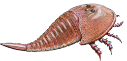Hibberopterus Meme Template