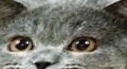 Nedm is here for you Meme Template