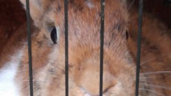 Bunny Behind Bars Meme Template