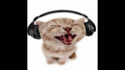 cat wearing headphones Meme Template