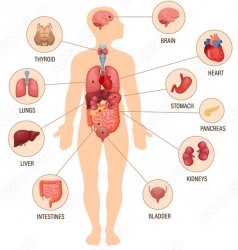Human organs Meme Template
