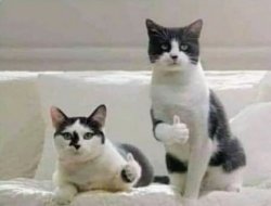 Thumbs up Cats Meme Template