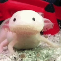 axolotl Meme Template