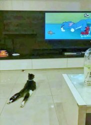 Cat watching Tom & Jerry Meme Template