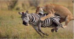 Lion attaks derp zebra Meme Template