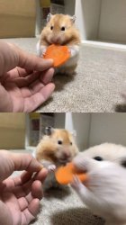 Hamster with Carrot Meme Template