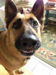 Derp Dog Smile Meme Template