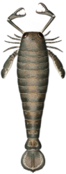 Jaekelopterus Meme Template