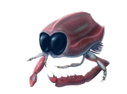 Dollocaris Meme Template