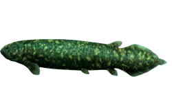 Rhizodus Meme Template