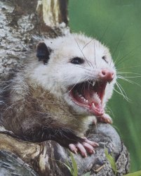 Aggressive Opossum Facts Meme Template