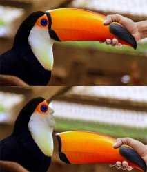 removing beak Meme Template