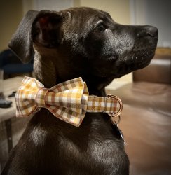 Dog with bow tie Meme Template