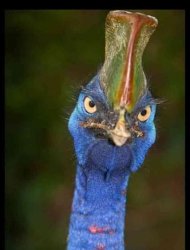 Cassowary rollin hatin Meme Template