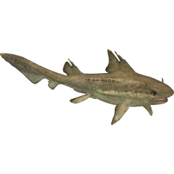 Hybodus Meme Template