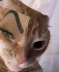 Cat with Defined Brows Meme Template