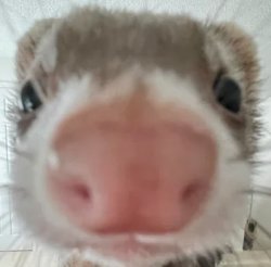 Ferret Zoomed face Meme Template