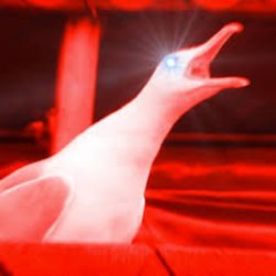 seagle go brr Meme Template