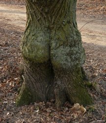 Tree butt Meme Template