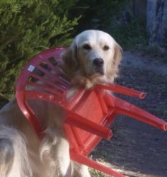 Dog chair Meme Template