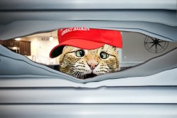 Ultra Cat looking through blinds Meme Template
