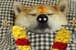 Doge dead indian version Meme Template