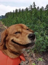 Happy dog Meme Template