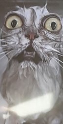 fr fr ong!?!? Meme Template